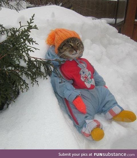 Cat enjoying winter