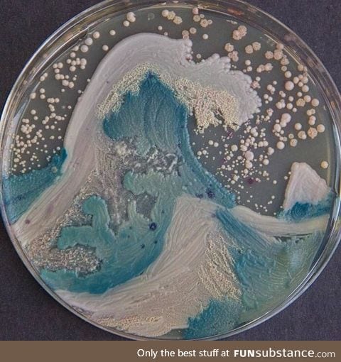 The Wave - painted from bacteria (agar art)