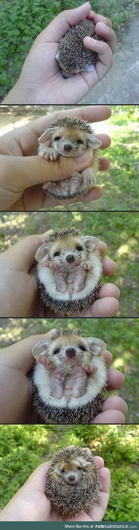 Baby hedgehog.