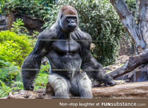 The impressive musculature of a Gorilla