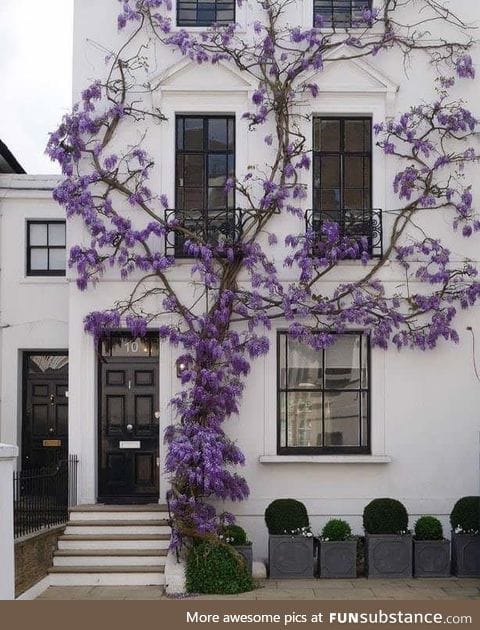 Wisteria plant growing on a white wall
