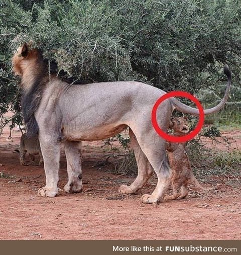 2 nanoseconds before a lion cub passes away