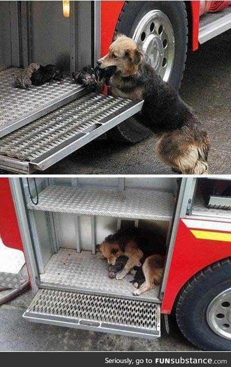 Dog saves all her puppies from a house fire then puts them all to safety in firetruck