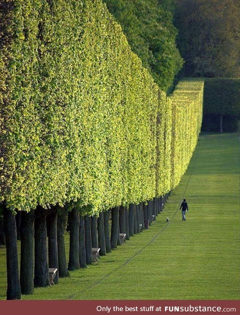 Wall of trees