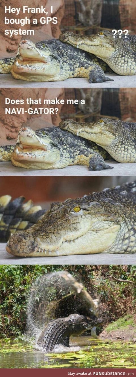 Alligator with GPS