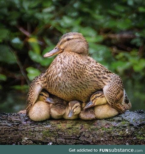Mama duck
