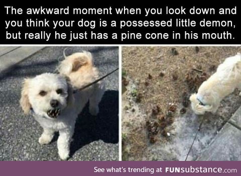 Doggy prank.