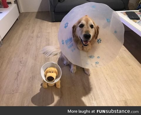 I do not mind the cone of shame, when I share it with a friend