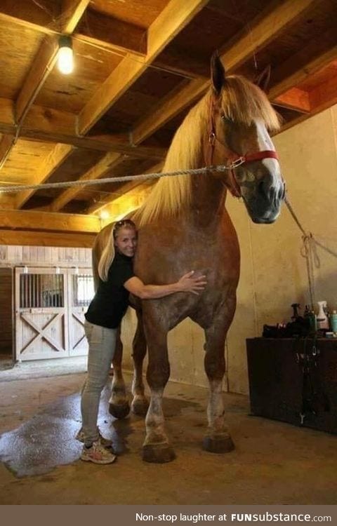 Big Jake, the world's largest horse