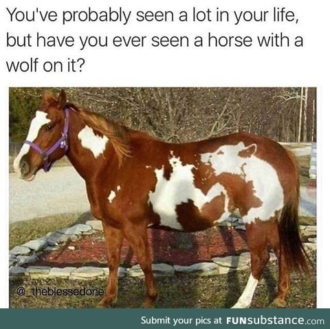 Horse with a wolf marking. One in a million