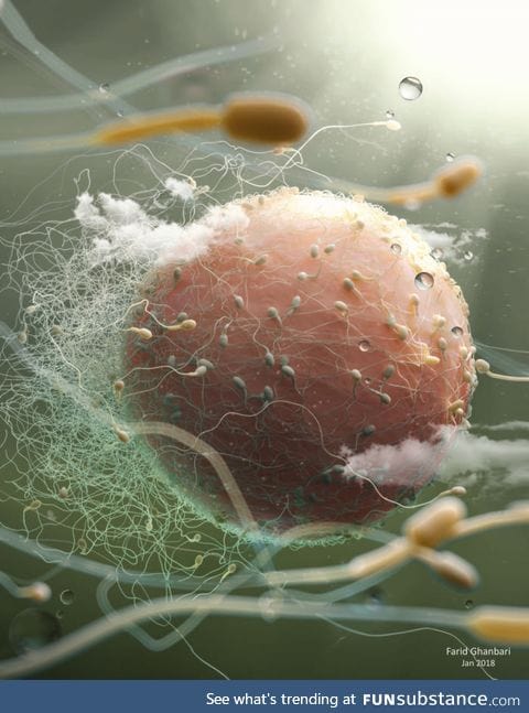 Sperm and Egg