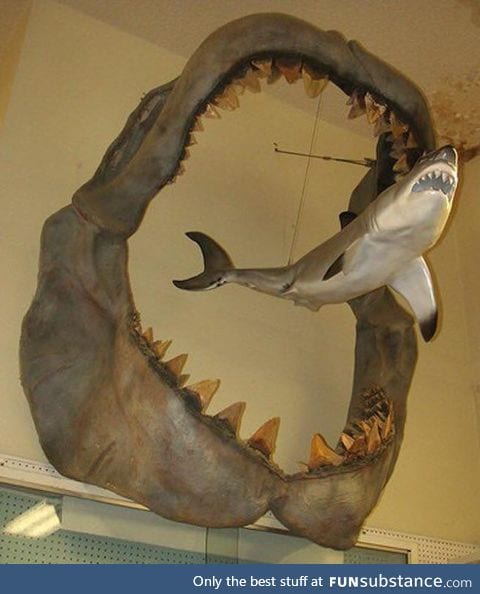 A comparison showing the size of an ancient Megalodon compared to a modern day Great