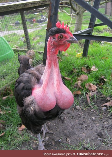This prize winning Transylvanian scrotum neck birdo
