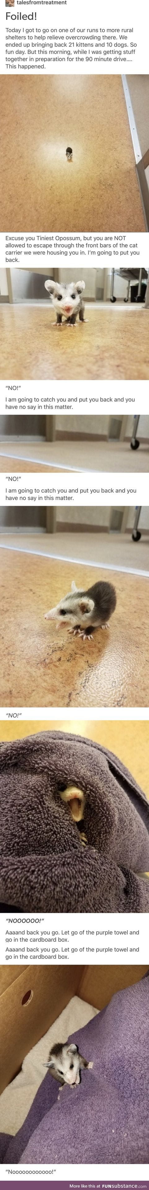 Tiniest opossum