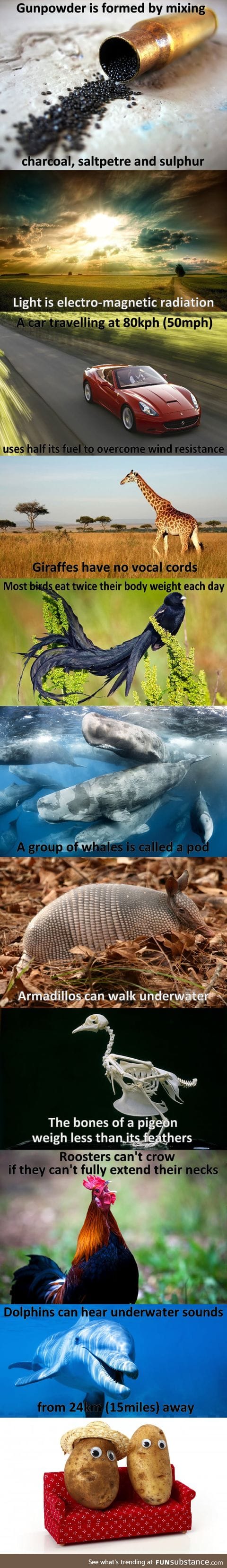 Interesting animal facts