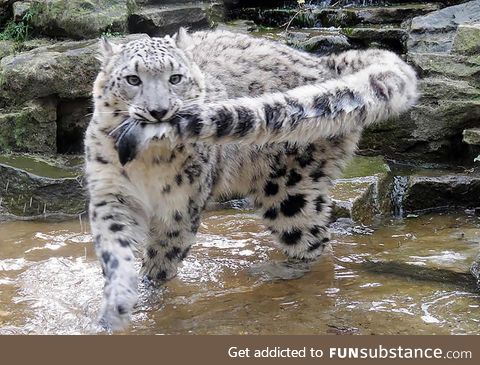 Don't let the tail touch the water
