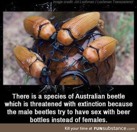 Confused beetles