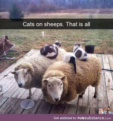 Cats on sheep