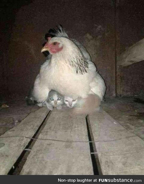 A hen taking care of two stray kittens during a storm