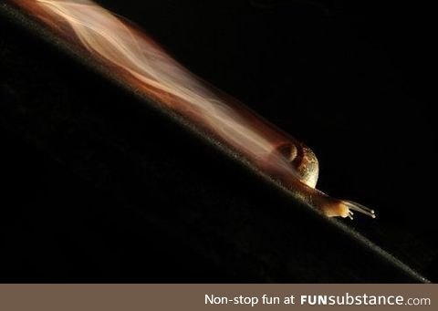 Long exposure of a snail