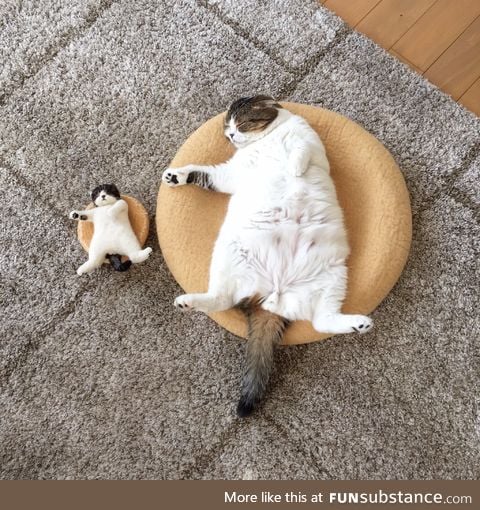 Cat naps with a toy version of itself