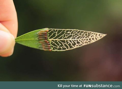 These caterpillar eating a leaf.