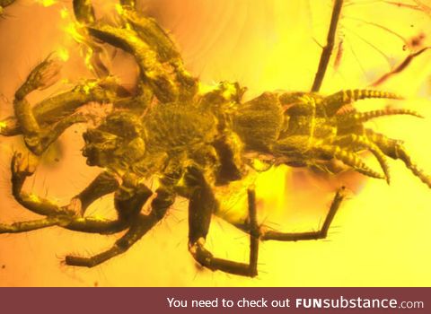Prehistoric demon looking Spider soul trapped in amber