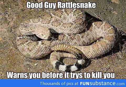 Good guy rattlesnake