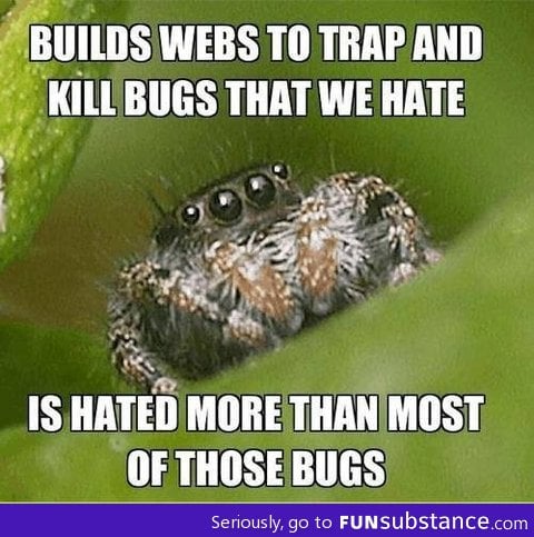 Misunderstood spider