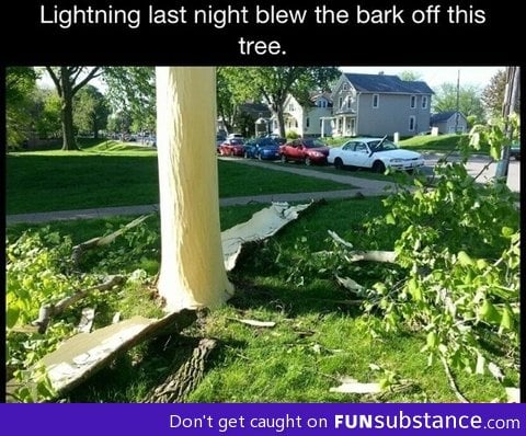 Tree vs lightning