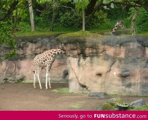 These two giraffes lined up just right