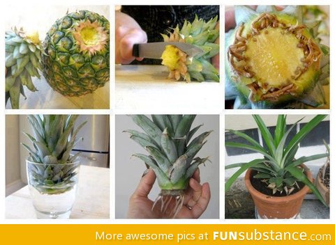 How to grow your own pineapple