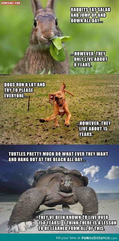 Rabbits ,Dogs and Turtles...