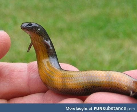 A weird little-handed snek says: "Greetings to you, human being"