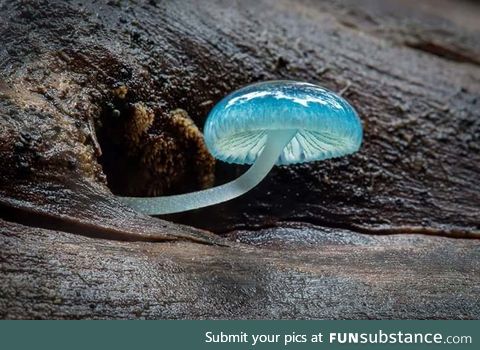 A blue Mycena mushroom