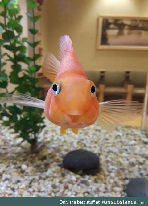 Meet the happiest little fish!