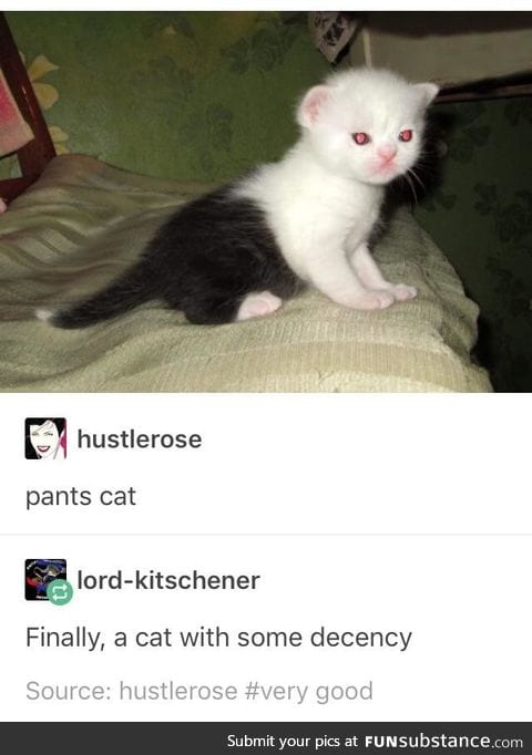 If you give a cat a pant and other such dilemmas