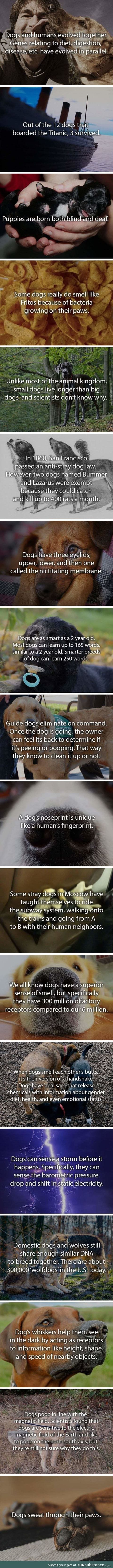 Doggo facts