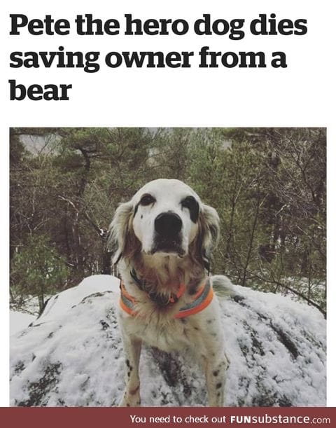 Brave Pupper :'(