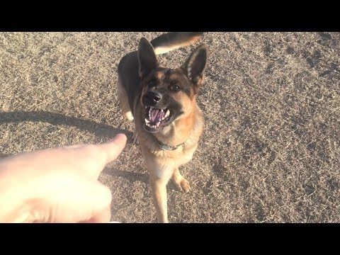 An example of how great German Shepherds are at determining what is and isn't a threat