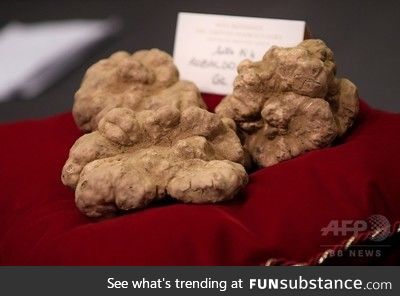 This white truffle weighing 850g or about 2 lbs just sold for $119,000