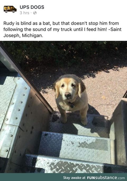 UPS drivers post about pets they come across