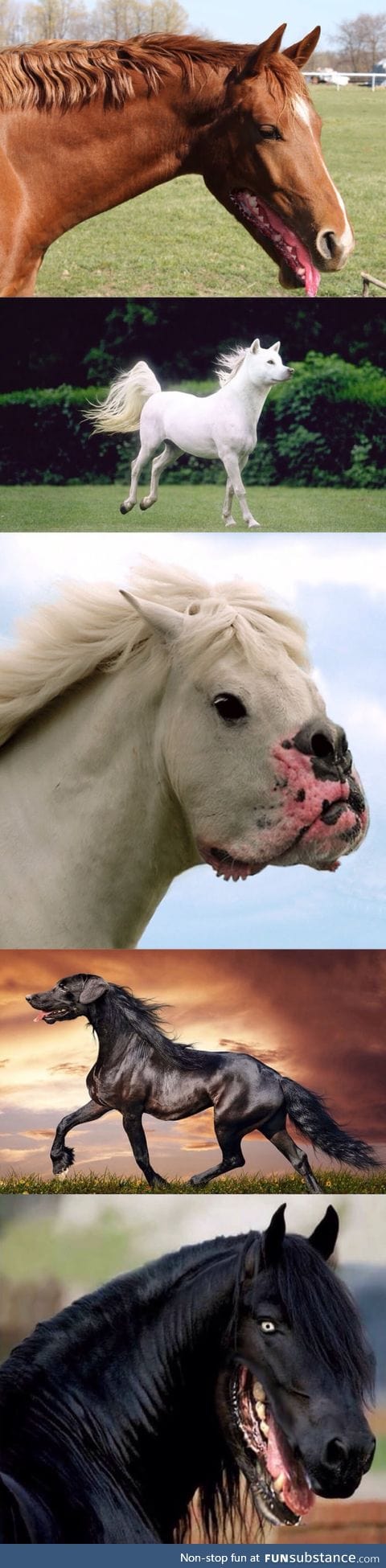 If a horses mouth was like a dogs