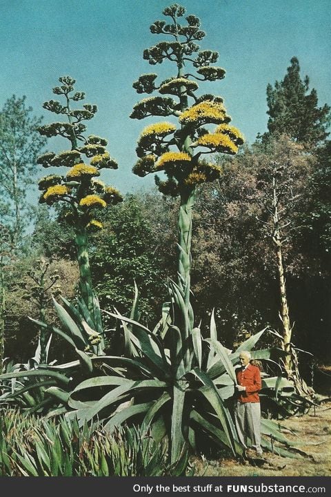 A giant century plant in Southern California