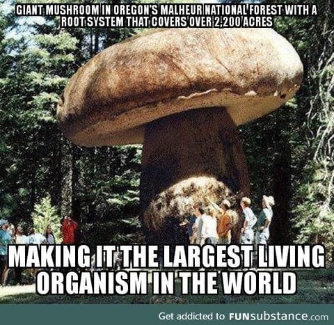 Big ass mushroom