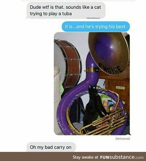 Cat trying to play a tuba