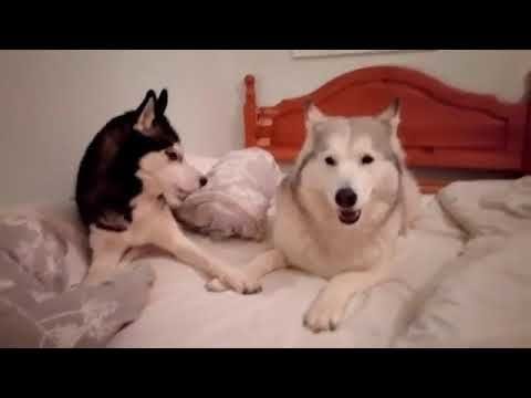 Two Husky couple having an argument