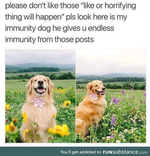 Immunity Dog!