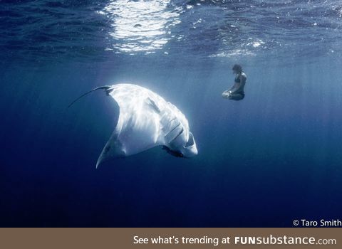 Woman peacefully engaged in an underwater yoga pose beside a 1,500 lb manta ray