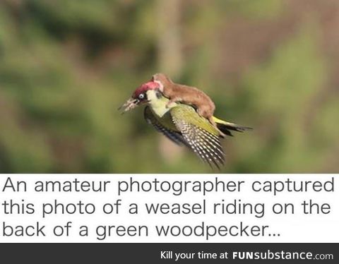 Weasel riding a Woodpecker